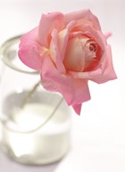 een enkele roos in een glazen vaas